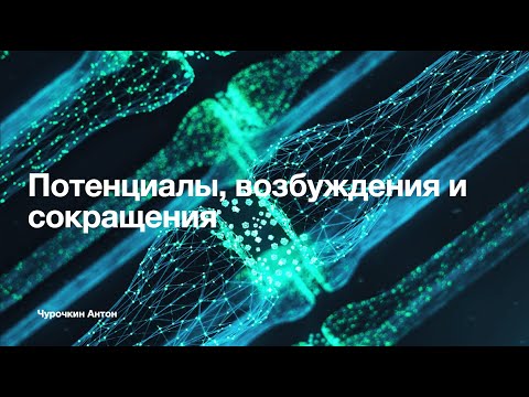 Видео: Физиология - потенциал действия и мышечное сокращение