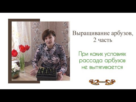 Видео: Выращивание арбуза от А до Я, 2 часть. Условия, при которых рассада арбузов не тянется