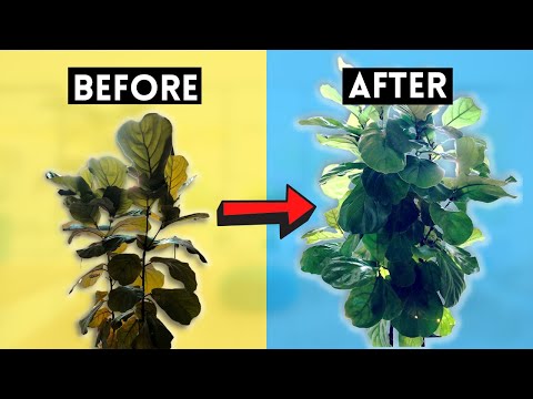 Видео: Надрез на фикусе «Скрипичный лист»: ПОЛНОЕ РУКОВОДСТВО по стимулированию появления новых ветвей!