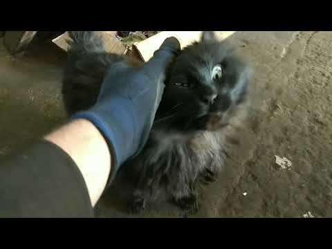 Видео: Ситроен C8,2.2 HDI дымит на холодную, замена свечей накаливания,снятие мотора