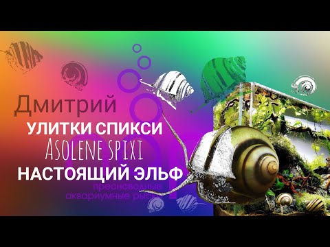 Видео: Улитка Спикси.