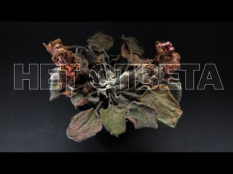 Видео: Сосудистый бактериоз