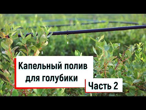 Видео: Капельный полив для голубики.  Часть 2