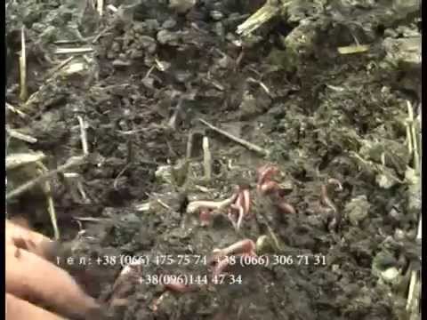 Видео: Калифорнийский Червь Супер Эфект Разведение и Продажа Vermicomposting 1000000 $$$ on worms