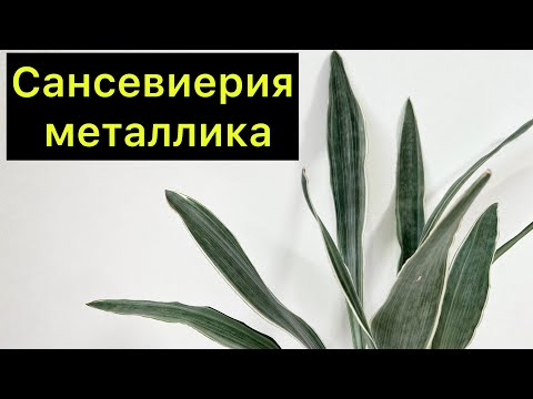Видео: Что делать с отломанными листьями? / Отсаживаю деток от голландского куста Сансевиерии Металлика￼