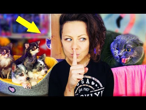 Видео: КОШКИ ПОДРАЛИСЬ! НЕОЖИДАННАЯ РЕАКЦИЯ СОБАК на ЧУЖУЮ КОШКУ КАК ПОДРУЖИТЬ ЖИВОТНЫХ? | Magic Family