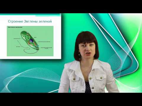 Видео: Эвглена зеленая. Онлайн подготовка к ЕГЭ по Биологии.