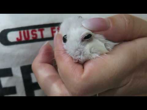 Видео: ПЛОХИЕ НОВОСТИ  ЭМИ ОРЁТ! ГЛАЗ ХОМЫ ЗАКИС