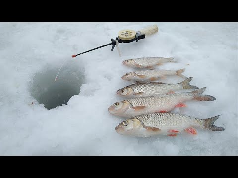 Видео: ГОЛАВЛЬ В ГЛУХОЗИМЬЕ!!! Ловля ГОЛАВЛЯ на ТЕЧЕНИИ! Зимняя Рыбалка на р. Салмыш.