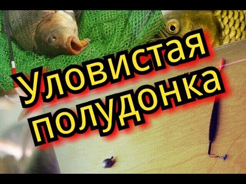 Видео: Уловистая полудонка.Карась.Плотва.Лещ.Карп.