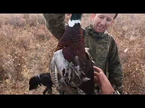 Видео: Қызылорда таң қалдырды / Қырғауылдың отанына келдік! / Охота на фазана