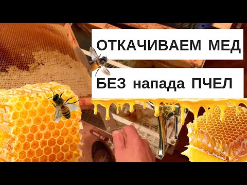 Видео: ОТКАЧИВАЕМ  МЁД  БЕЗ  НАПАДОВ  ПЧЁЛ