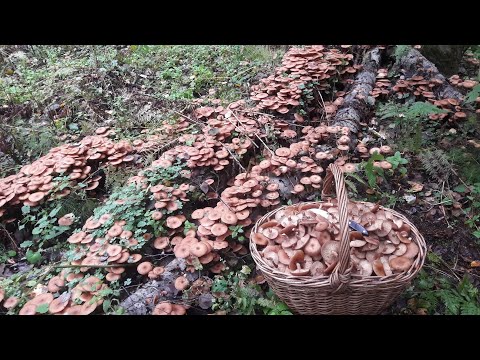 Видео: Пошёл за грибами и увидел огромное количество осенних опят! 28 Сентября 2021 год.