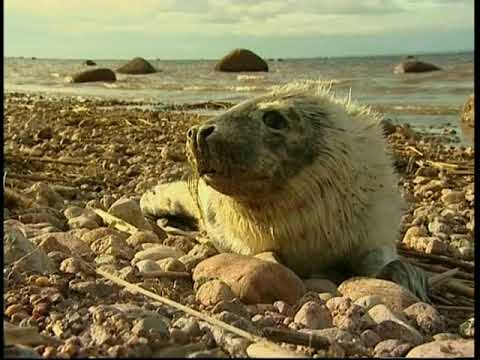 Видео: Фильм из цикла "Письма из провинции" на телеканале "Культура" "Поселок Лебяжье"