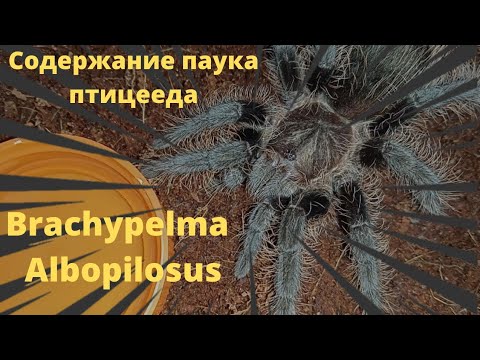 Видео: Brachypelma Albopilosus. Уход и содержание.