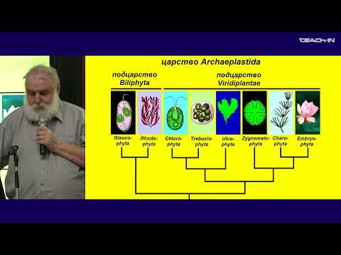 Видео: Малахов В.В. - Зоология беспозвоночных - 3. Надцарство Diaphoretickes
