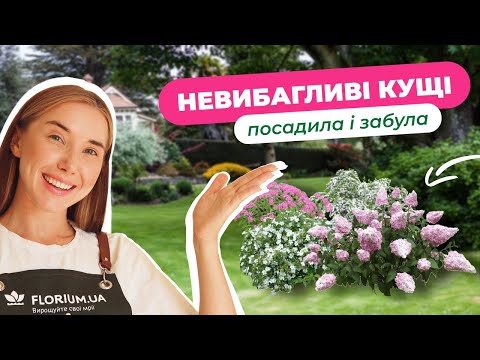 Видео: 6 кущів яким взагалі НЕ ПОТРІБЕН догляд | Florium.ua