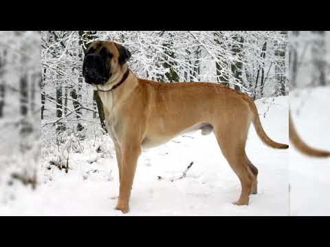 Видео: Бульмастиф. Плюсы и минусы, Цена, Как выбрать, Факты, Уход, История
