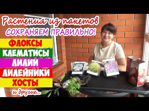 Видео: Почему погибают растения из пакетов и коробок? Клематисы, Лилейники, Лилии, Флоксы, Хосты, Пионы...