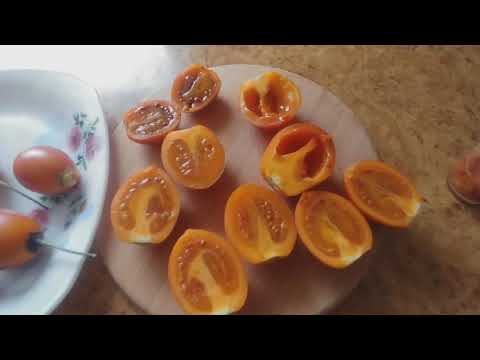 Видео: Цифомандра бетацеа, Тамарилло, Томатное дерево - ценнейшее лекарственное растение