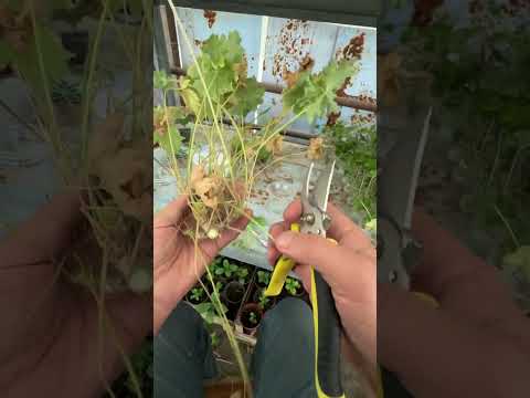 Видео: Сариқ геран. First yellow ва северная андромеда сортини кўпайтириш жараёни.