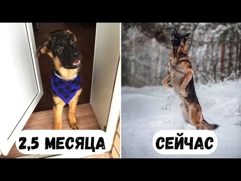 Видео: ИСТОРИЯ НЕМЕЦКОЙ ОВЧАРКИ ГРАНДА - был и стал