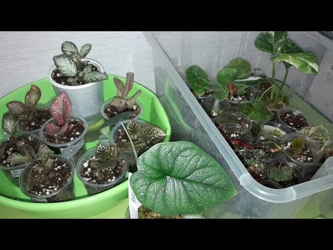 Видео: КОМНАТНЫЕ РАСТЕНИЯ(ЦВЕТЫ).ЦВЕТОЧНЫЕ ДЕЛА.