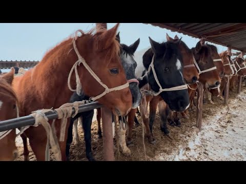 Видео: Шымкент Жылқы 1-Бөлім