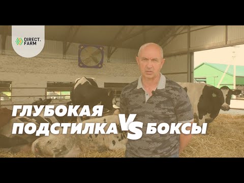 Видео: Сравнение способов содержания коров: глубокая подстилка или боксы