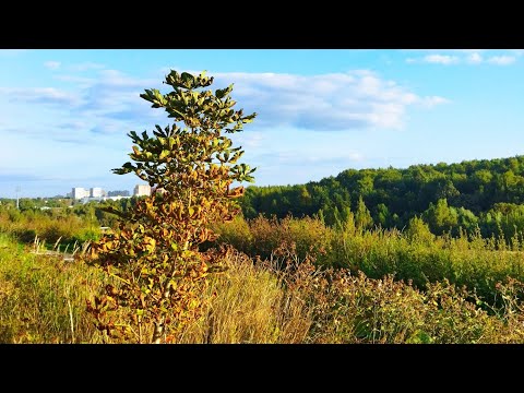 Видео: Сентябрьская прогулка 