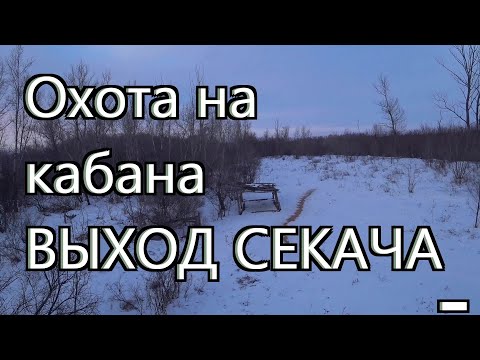 Видео: Охота на кабана - Выход секача