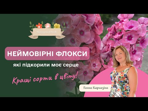 Видео: Неймовірні флокси, які підкорили моє серце. Кращі сорти в цвіту!