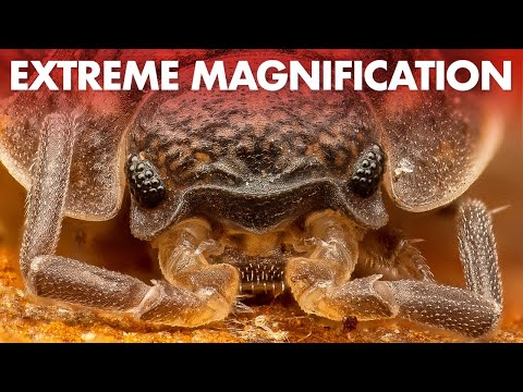 Видео: Макрофокус-стекинг с M.Zuiko 90mm + Raynox DCR-250 (и неожиданный финал...)