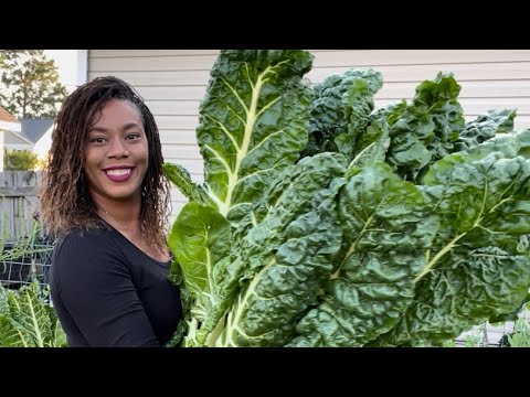 Видео: Экскурсия по небольшим приподнятым грядкам и сбор урожая на приусадебном участке 2022