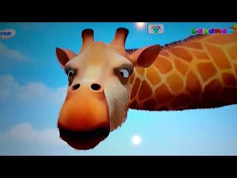 Видео: Гон балапан