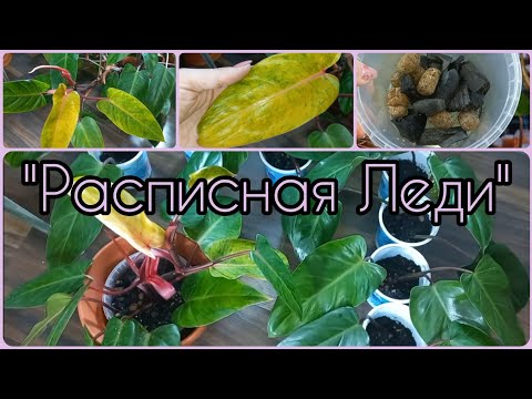 Видео: Мой самый неприхотливый ФИЛОДЕНДРОН🌱Расписная Леди/Медуза🌸Омоложение🌱Размножение🌸Грунт🌱Первый полив🌸