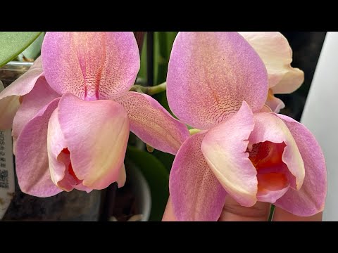 Видео: Цветение моих редчайших красавиц. Добро пожаловать в гости 🤗🦋