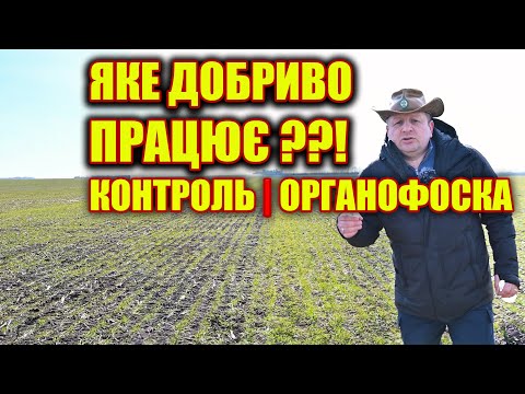 Видео: Чому не спрацювало добриво АМОФОС при посіві пшениці ?? який результат з Органофоска і без ?????