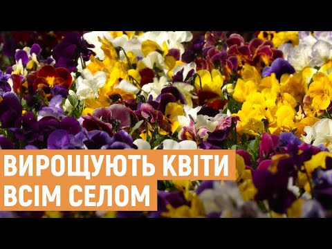 Видео: На Львівщині у селі Березець вирощують квіти у промислових масштабах