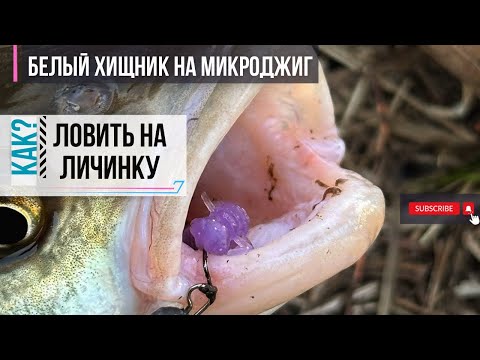 Видео: Как поймать голавля на микроджиг | 5 советов начинающим спиннингистам | ловля белого хищника весной