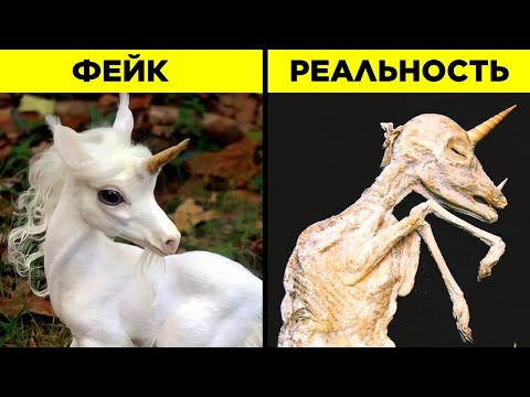 Видео: Мифические Животные, Которые Существуют В Реальности