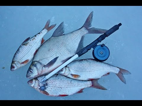 Видео: Ловля крупной плотвы на "вертолет".