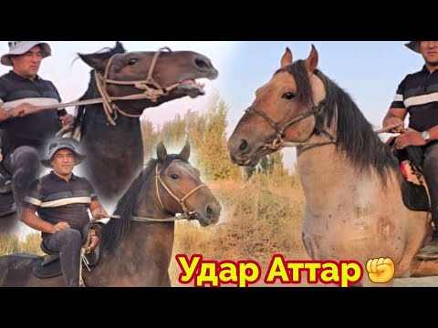 Видео: Таамай Аттарды Тандап Ал✊️