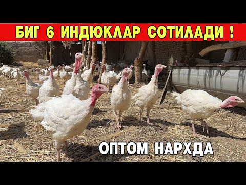 Видео: БИГ 6 ИНДЮКЛАР СОТИЛАДИ ОПТОМ НАРХДА  !!! ХОРАЗМ БОЗОР