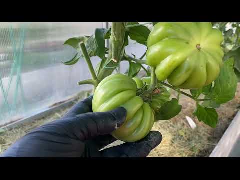 Видео: Устойчивые сорта томатов в моем #огороде в период жары 2021 года