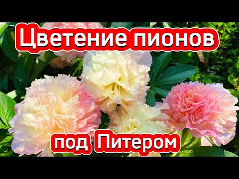 Видео: Цветение ПИОНОВ под Питером