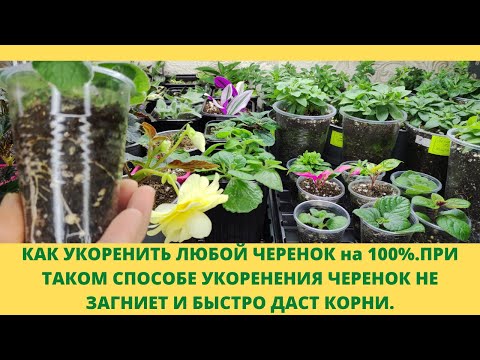 Видео: Не можете укоренить черенок? Этот способ для Вас.Черенок не вянет не гниет а быстро 100% дает корни.