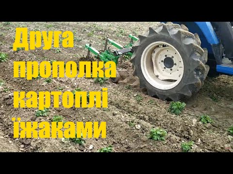 Видео: Друга прополка картоплі їжаками. Прибираємо бур'яни. Обробка міжрядь картоплі їжаками вдруге