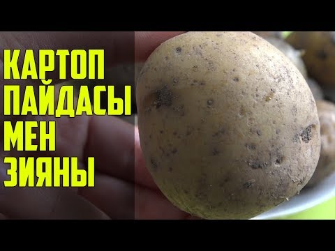 Видео: КАРТОПТЫҢ ДЕНСАУЛЫҚҚА ПАЙДАСЫ МЕН ЗИЯНЫ