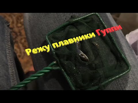 Видео: Зная ЭТО легко развести гуппи!